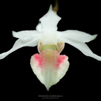 Dendrobium panduratum subsp. panduratum Lindl.